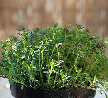 Savory Summer Sprite Satureja hortensis 5,000 seeds