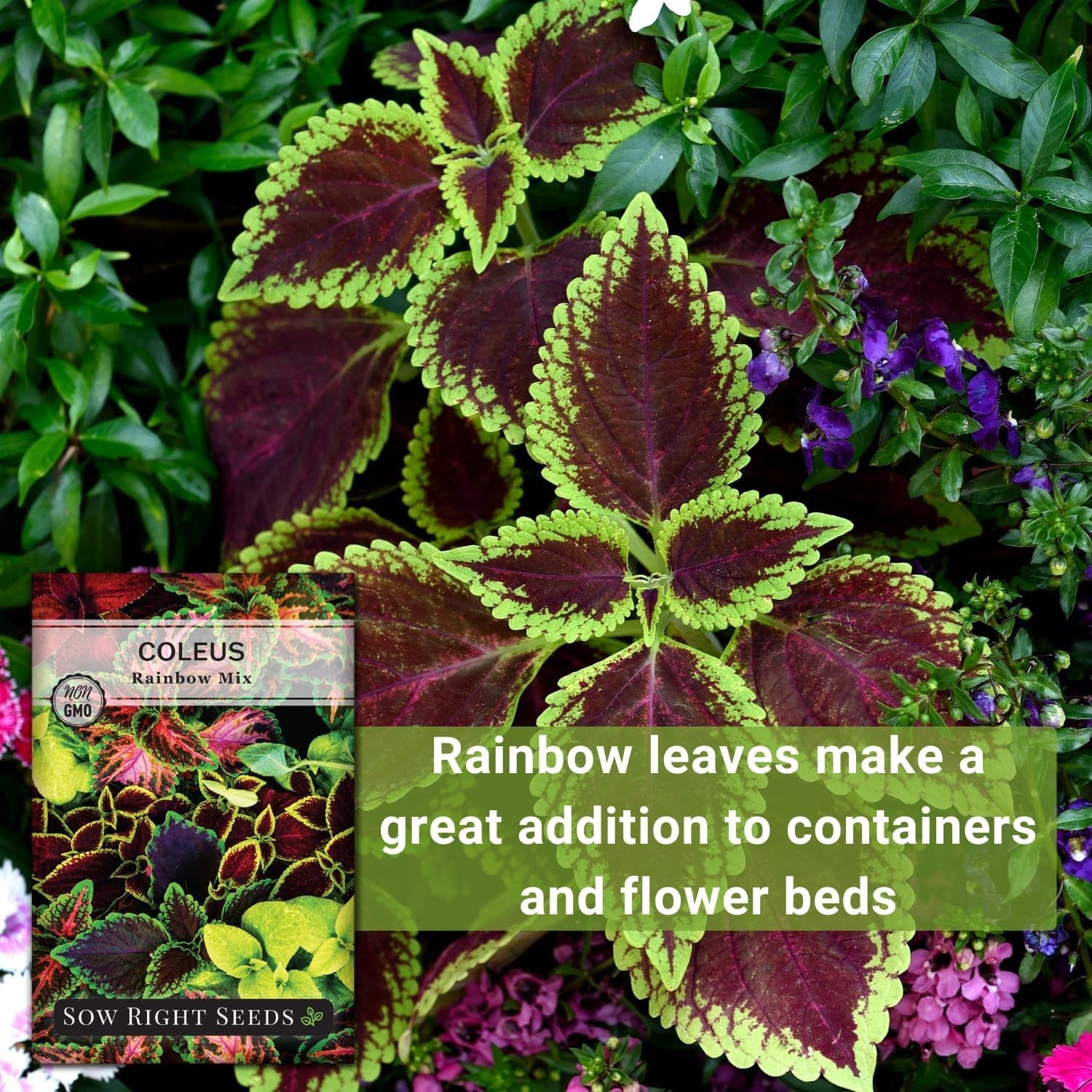 High Germination Coleus Rainbow Seeds – Vibrant Indoor/Outdoor Garden Colors