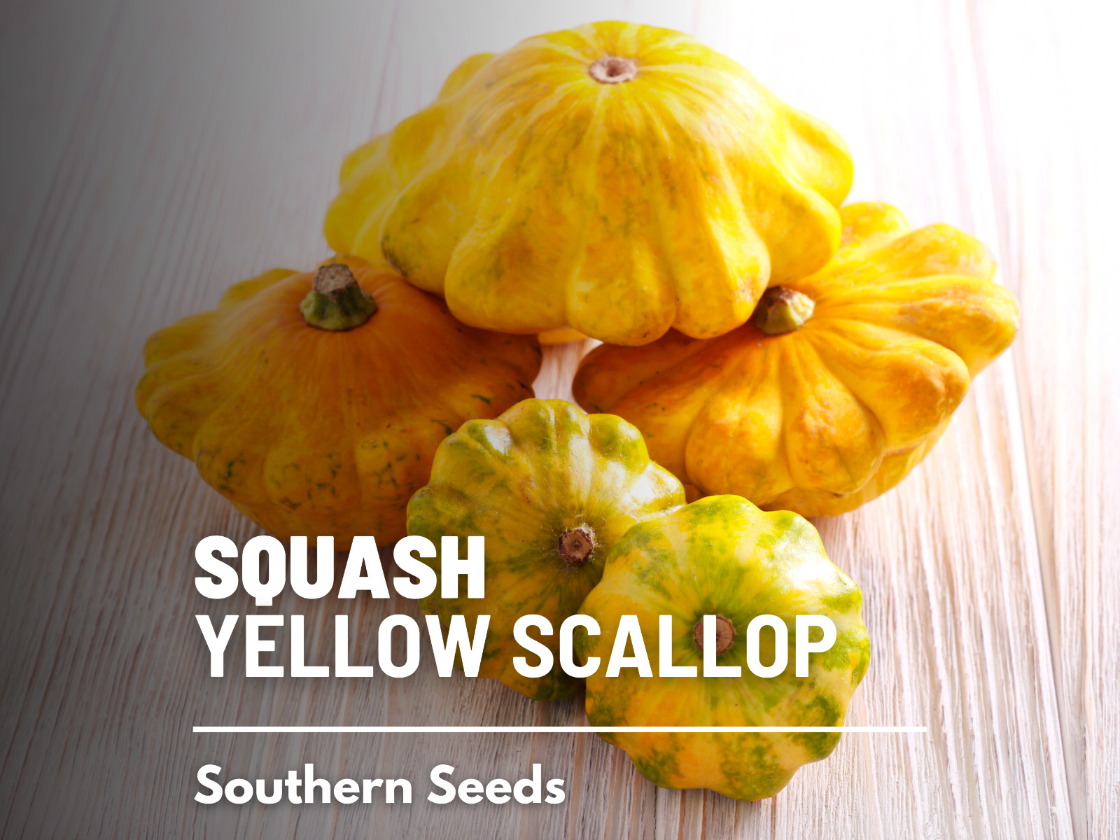 Squash, Scallop Yellow Bush – 25 Seeds – Heirloom – GMO Free (Cucurbita pepo)