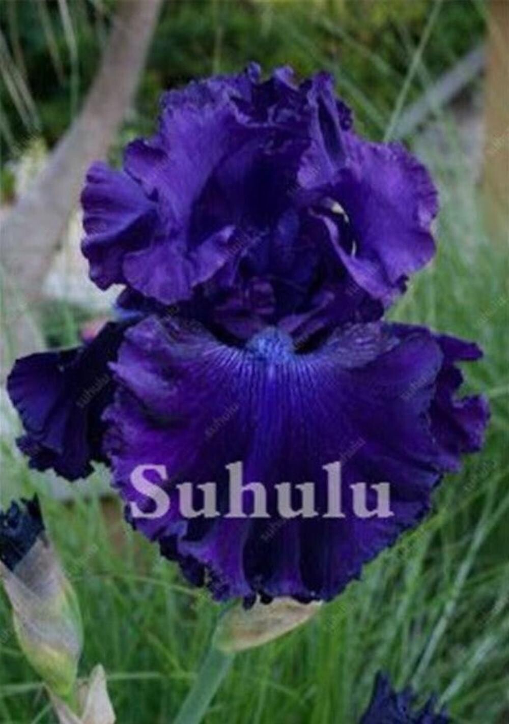 20 SEEDS for Deep Purple IRIS rare flower exotic bloom garden plant USA Seller