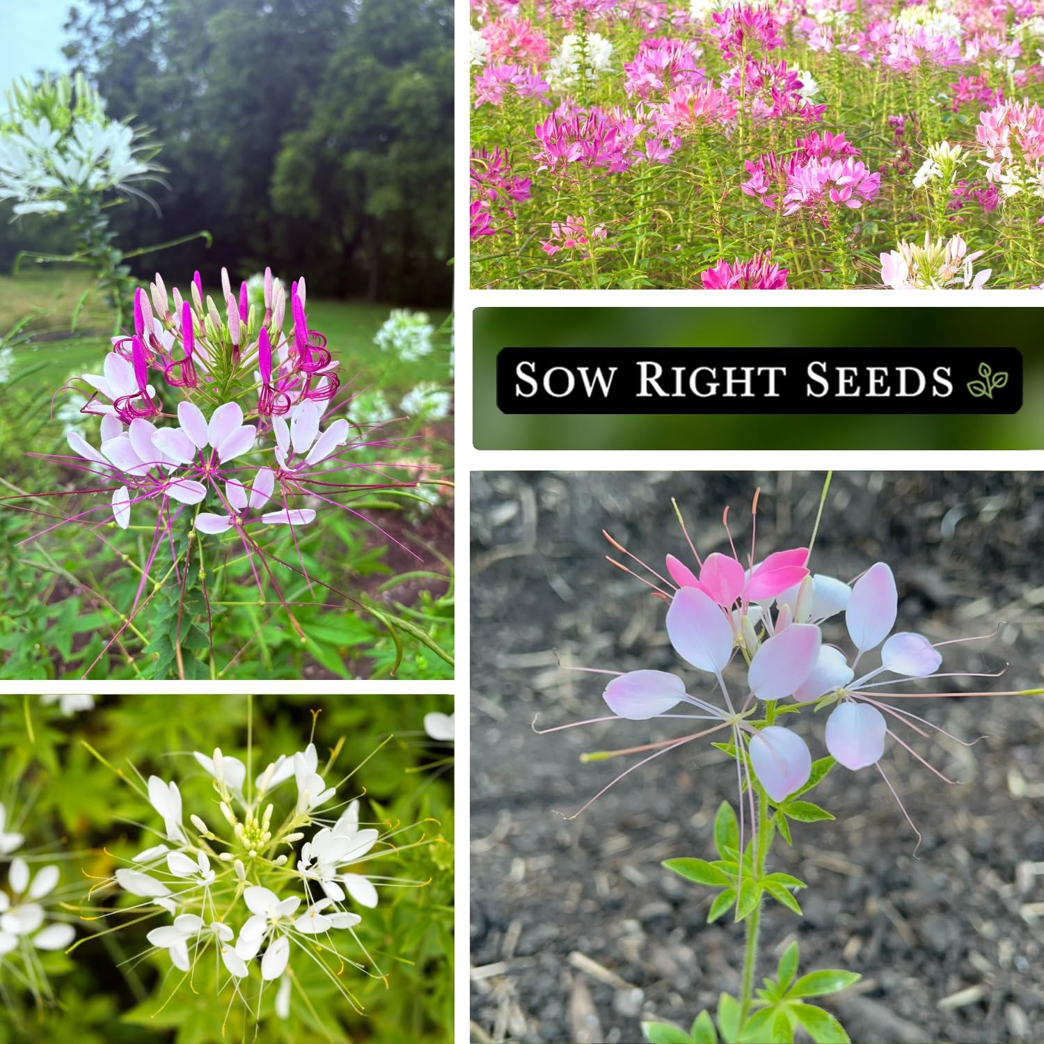 Cleome Seeds for Planting Outdoors – Non-GMO Spider Flower – Annual Garden
