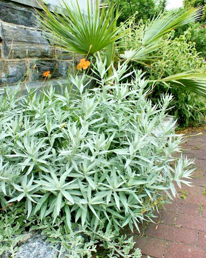 300+PRAIRIE SAGE Flower seeds White Sagebrush Perennial Native Wildflower smudge