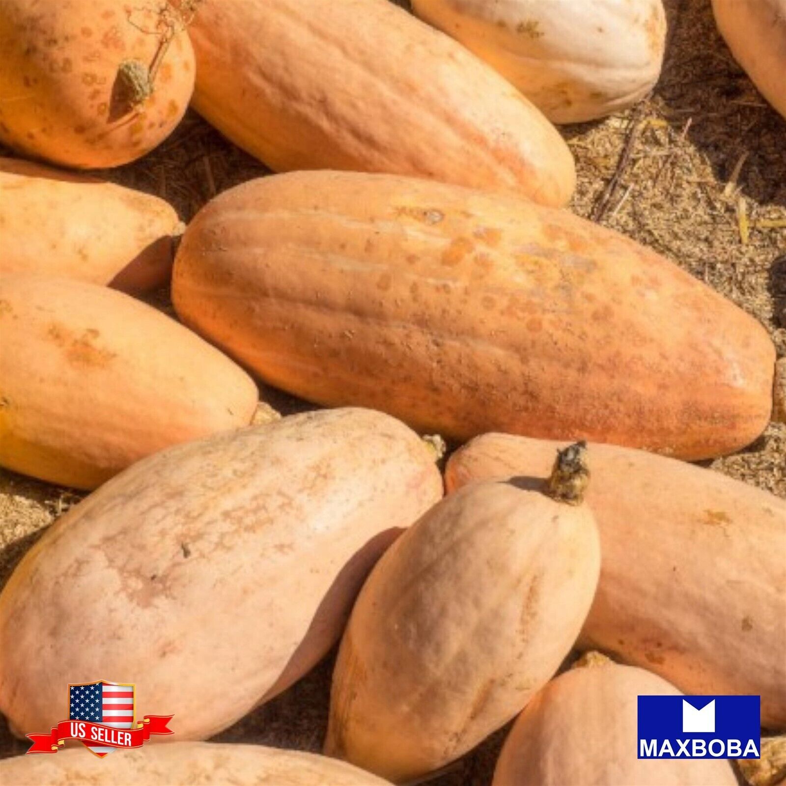 Squash Fresh Seeds Winter Pink Banana Jumbo Non-GMO Heirloom Vegetable