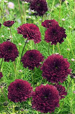 Cosmos Double Click Cranberries 100 seeds