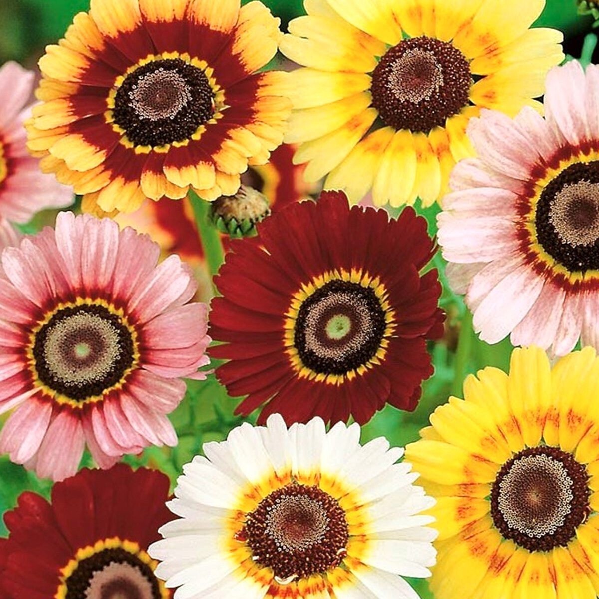 1000+ PAINTED DAISY MIX SEEDS – HUGE FLOWERS – BUTTERFLIES BEES – BRIGHT COLORS