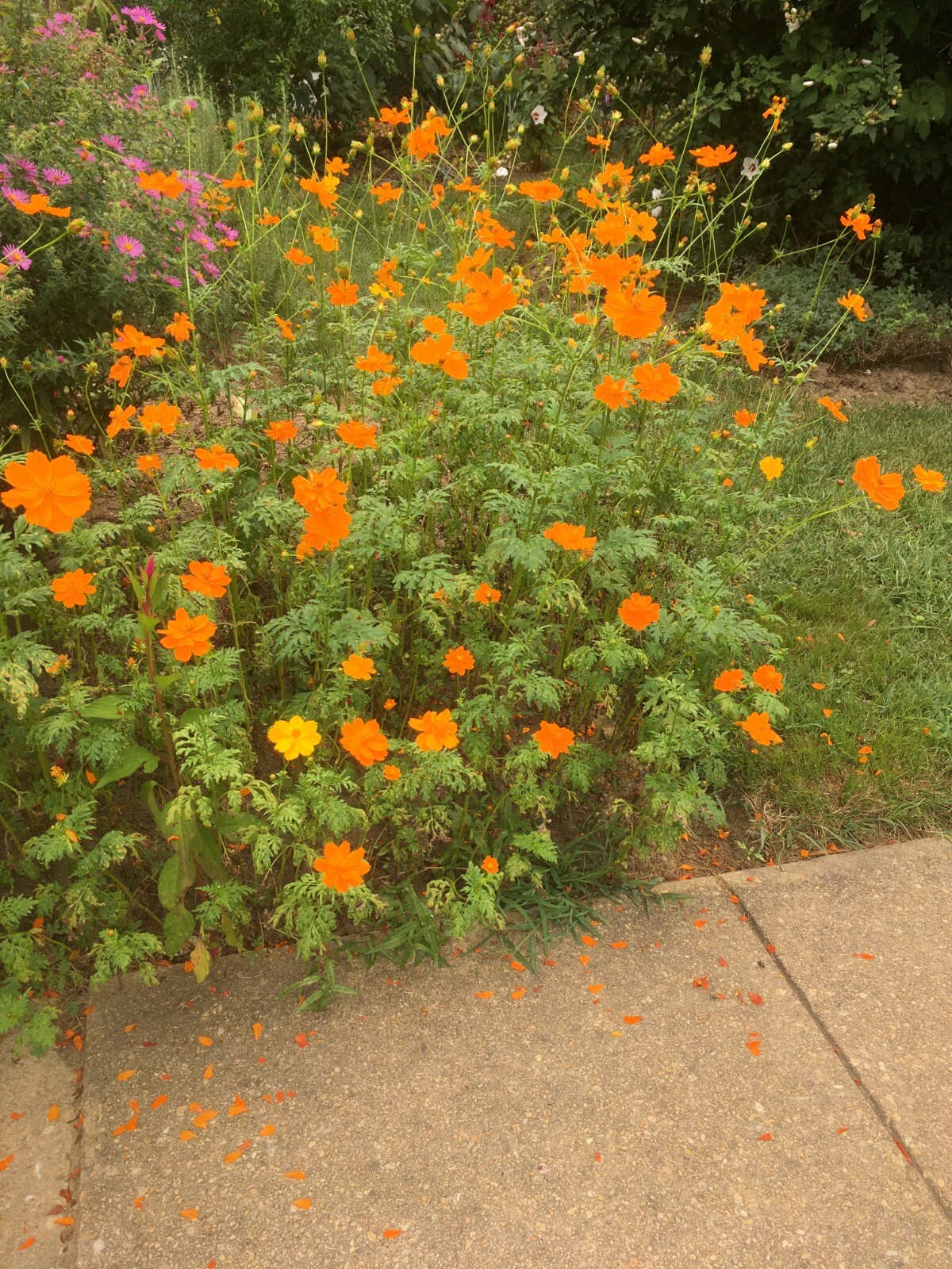 100+ Orange Cosmos Flower seeds – organic crop of 2022