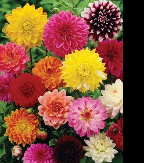 30 Giant Dahlia Showtime Mix seeds