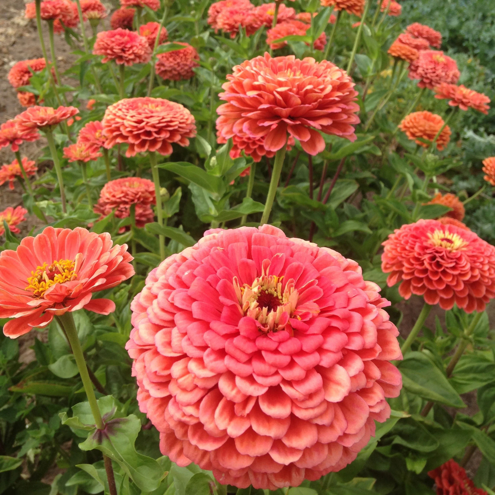 Coral Beauty Zinnia Seeds | Pollinator Giant Salmon Rose Pink Flower Seed 2024