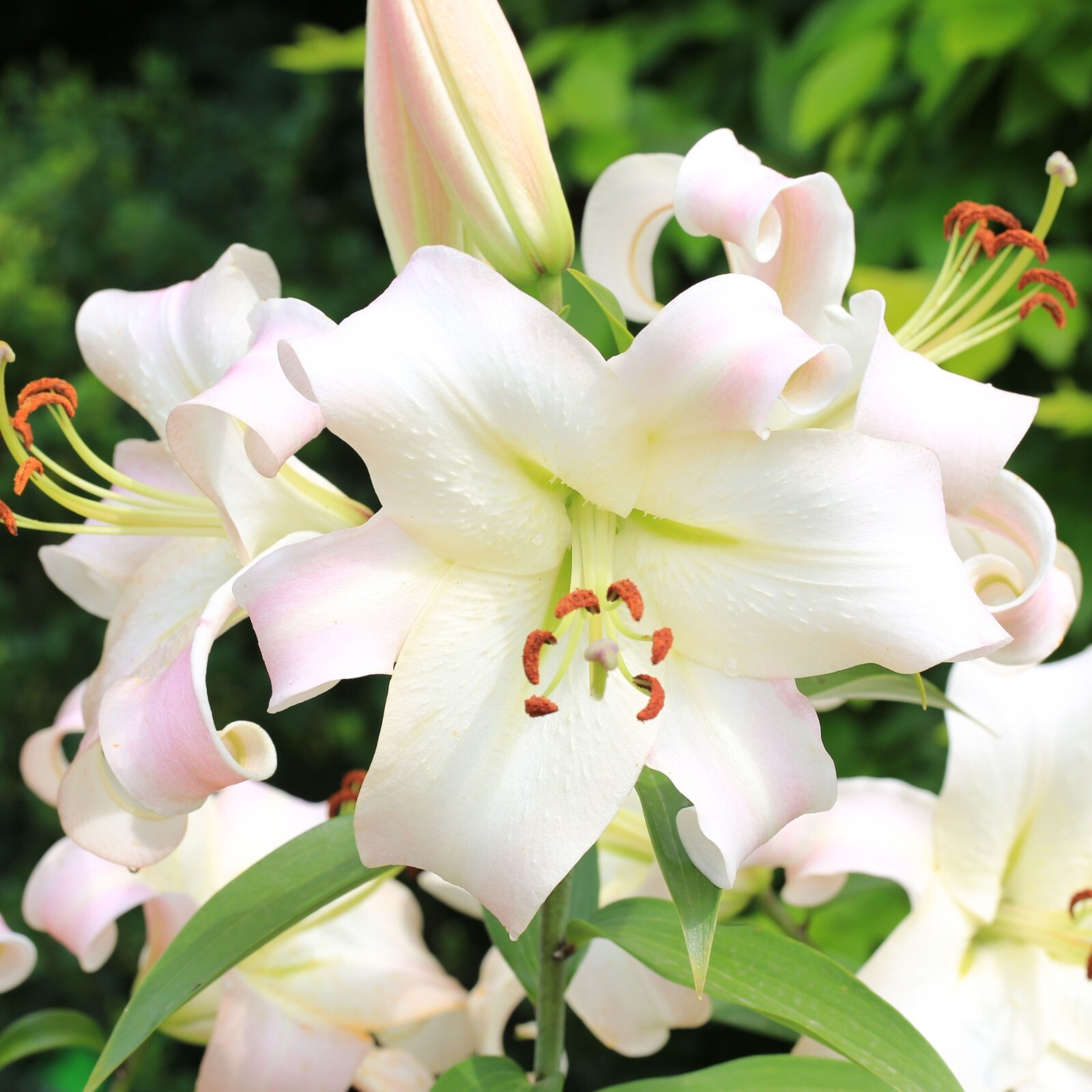 1 – GIANT ORIENPET LILY Pretty Woman Flower Bulbs- Perennial “U S Seller “