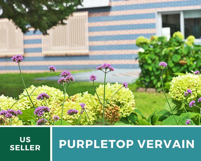 Vervain, Purpletop – 100 Seeds – Pollinator & Hummingbird Friendly