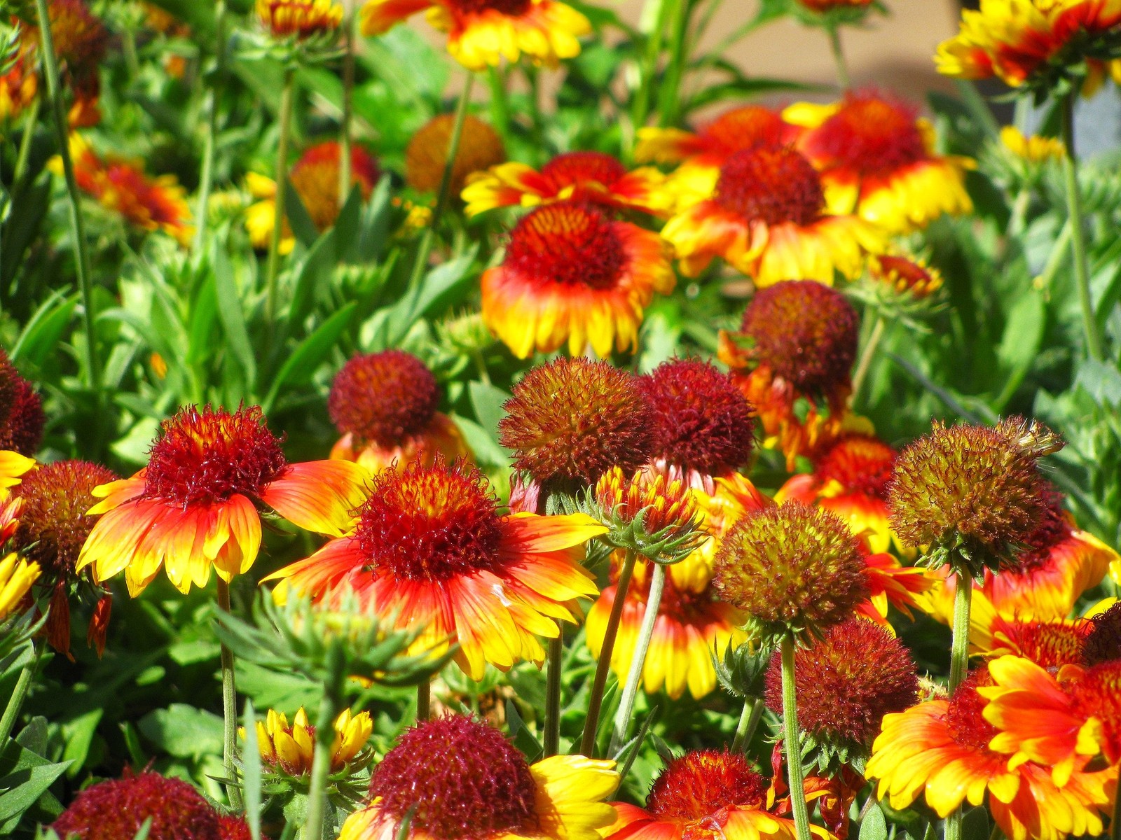 Perennial Blanket Flower Seeds – For 2025 Planting Gaillardia Aristata