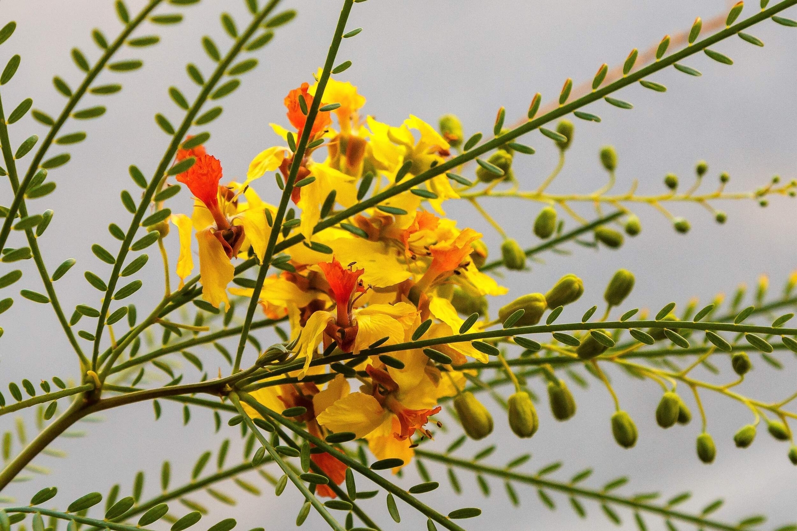 25 JERUSALEM THORN TREE Palo Verde Parkinsonia Aculeata Yellow Red Shrub Seeds