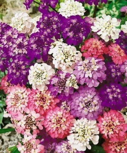 1000 CANDYTUFT Flower Seeds Iberis Umbellata Mixed Colors Ground Cover
