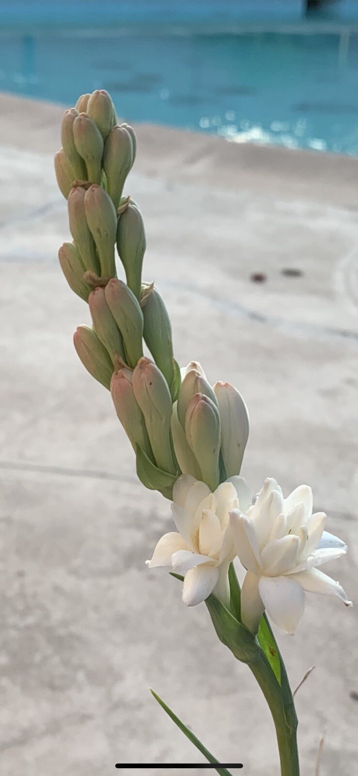 Tuberose Fragrance Double. 1 Clump, Bulbs 7+ baby’s L/ XL rooted Ready To Plant