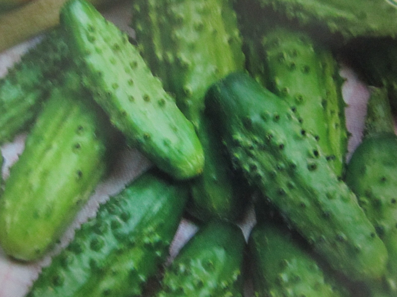 55 Carolina Cucumber F1 Hybrid Cucumber- 15 SEEDS