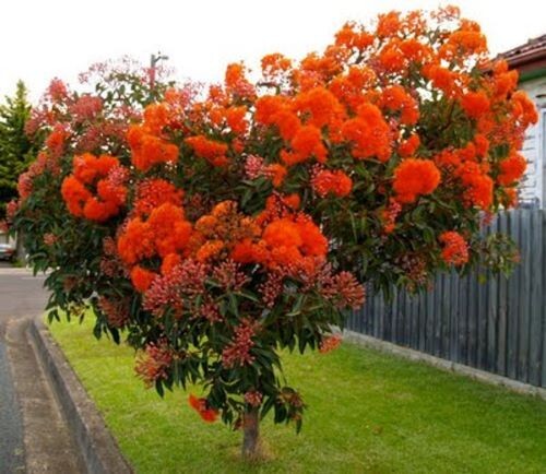 Corymbia ficifolia, ( Red Flowering Gum ), 20 seeds