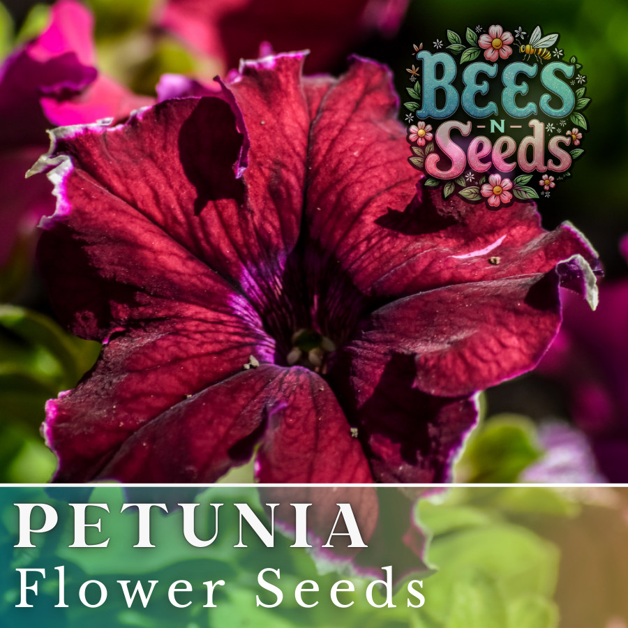 1000+ Scarlet Velvet Petunia Seeds US SELLER Perennial Flowers Seed Annual Bulk