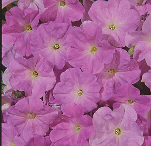 Petunia Celebrity Sky Blue 2,000 seeds