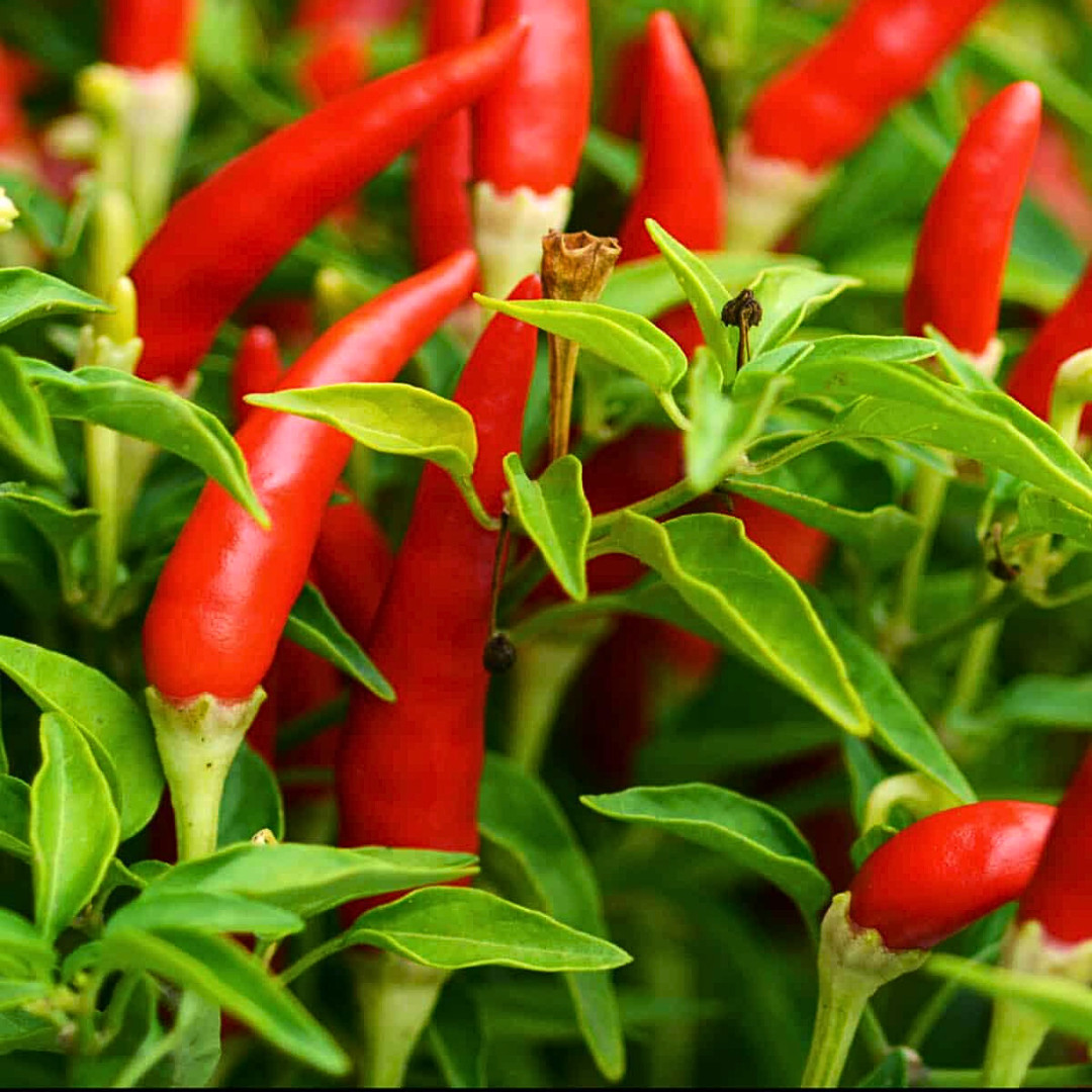 Fresh Birdseye Pepper Seeds | Wai Yee Hong | Heirloom Non-GMO | Vegetable Seeds