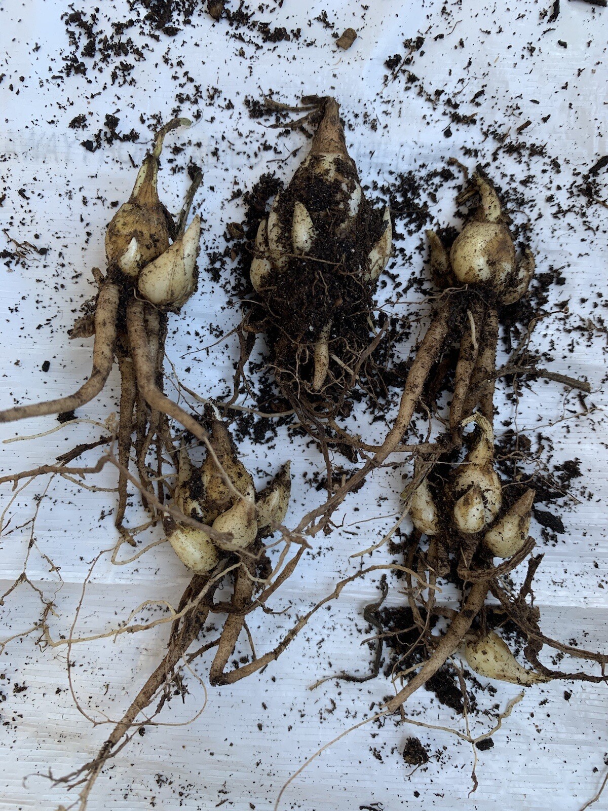 2 Bulbs 2/3 Baby’s Or+ S/M Mixed Rooted & Sprouted Tuberose Bulbs Ready To Plant