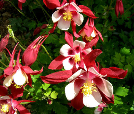 COLUMBINE CRIMSON STAR Aquilegia Caerulea – 300 Bulk Seeds