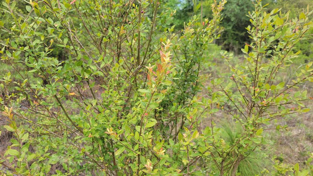 Elliott’s Blueberry | 25 Seeds | Vaccinium elliottii | Florida Native Ecotype