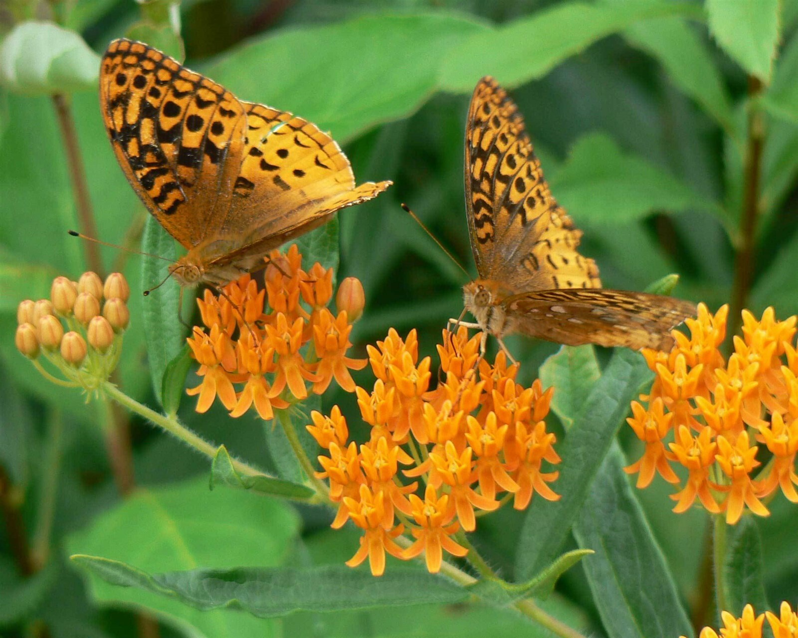 Asclepias tuberosa | Butterfly MilkWeed | Pleurisy Root | 50_Seeds