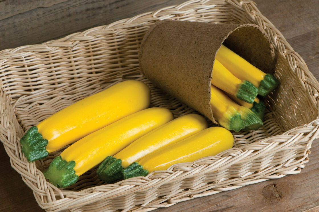 10 Goldy Squash Seeds for Planting Beauitful Golden Zucchini Squash