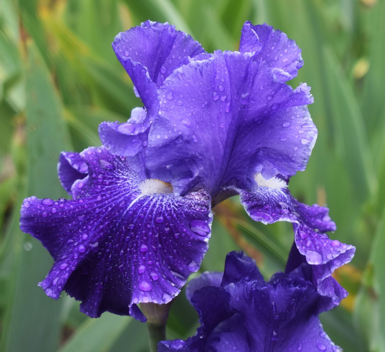 ‘Daughter Of Stars’ TB Rebloom Bearded Iris Rhizome PRE-SALE to Ship Aug/Sept