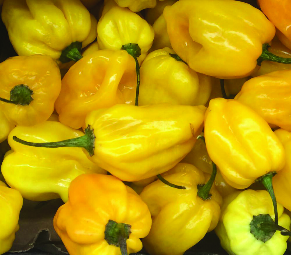 50+ Seeds – Lemon Habanero – Very Hot Pepper Yellow – NON-GMO for 2024 Season
