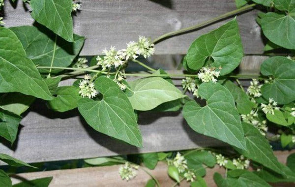 Cynanchum laeve | Honeyvine Milkweed | 10 Seeds