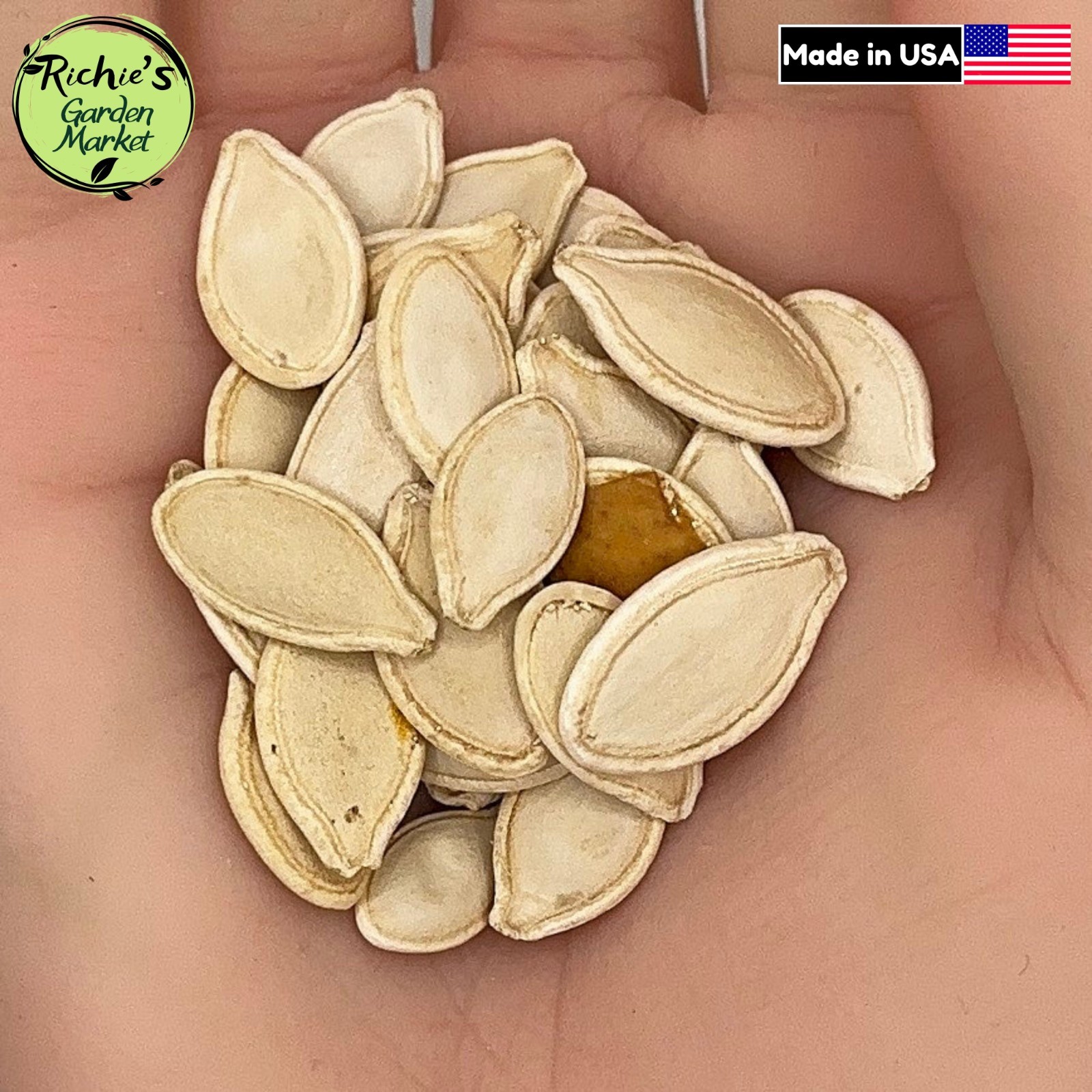 Pumpkin Connecticut Field Seeds, Traditional Pumpkin, Non-GMO, Free Shipping