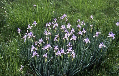 Iris missouriensis | Rocky Mountain Iris | Wild Blue Iris | 40 Seeds