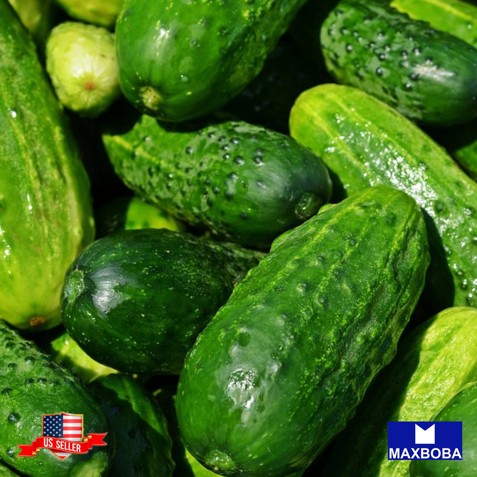 140 Cucumber Fresh Seeds Spacemaster 80 – Non-GMO Heirloom Vegetable