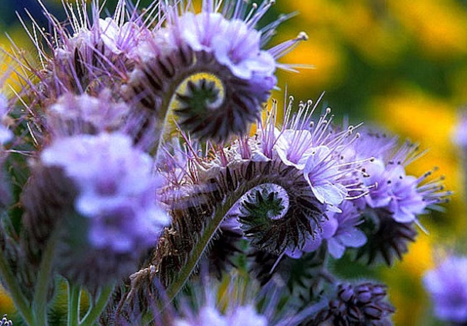 2000+ LACY PHACELIA SEEDS – PURPLE TANSY FLOWER ——- FRESH