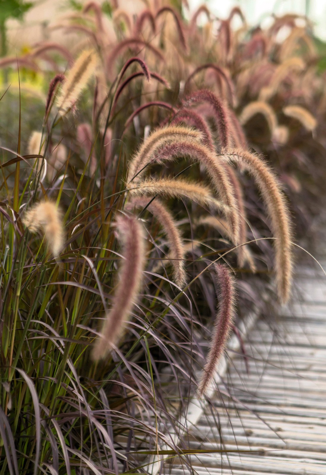 25 PURPLE FOUNTAIN GRASS Ornamental Pennisetum Setaceum Dark Burgundy Flower See