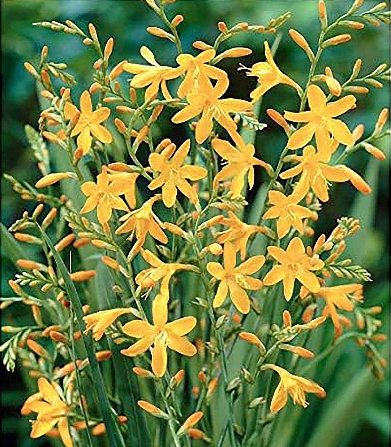 5 Red Crocosmia Corms – California Nursery Quality
