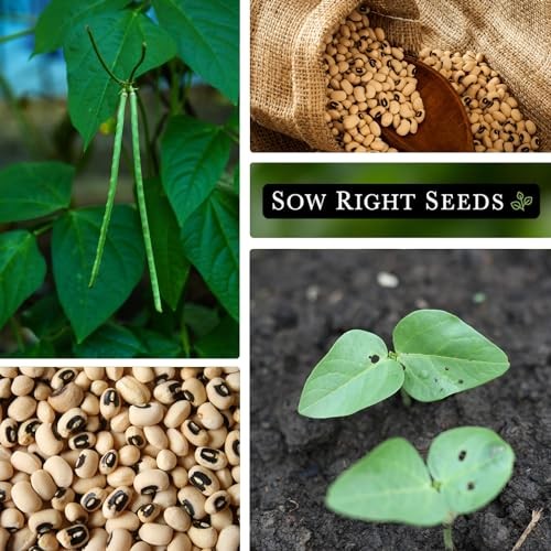 – Black Eyed Cowpea Seeds for Planting – Non-GMO Heirloom 1 Standard Packet