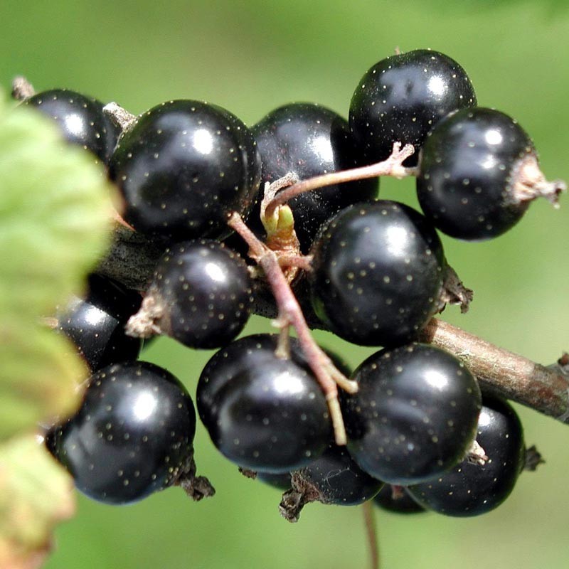 6-10″ tall Black Currant Consort, 1 well rooted plant, 1 year old