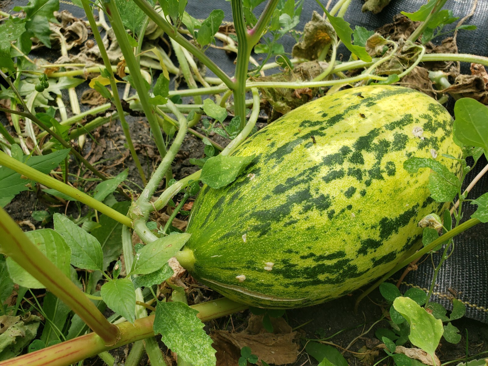 Polish Honey Melon Seeds Organic Heirloom Sweet Banana Cream Pie Aroma -Tracking