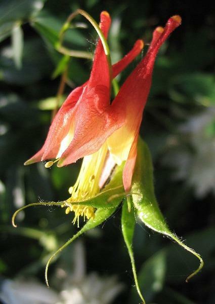 Aquilegia canadensis | Canadian or Wild Columbine | 50 Seeds