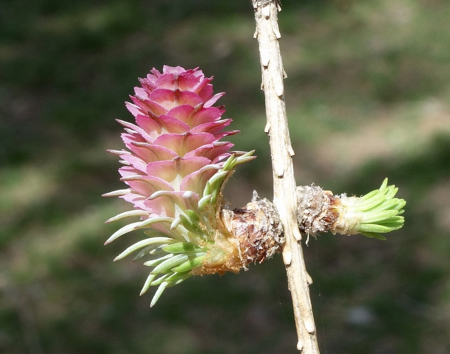 Siberian Larch (Larix sibirica), 40 seeds