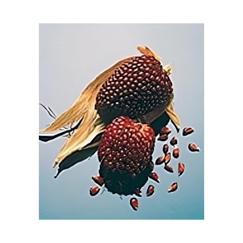 Corn Strawberry Popcorn Ornamental Heirloom Vegetable by Seed Kingdom 50 Seeds