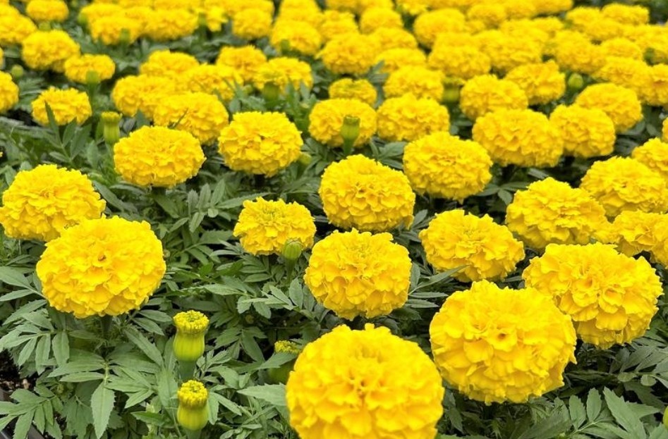 100+ Yellow CRACKERJACK MARIGOLD SEEDS FRESH 2025 HARVEST ORGANIC EASY TO GROW
