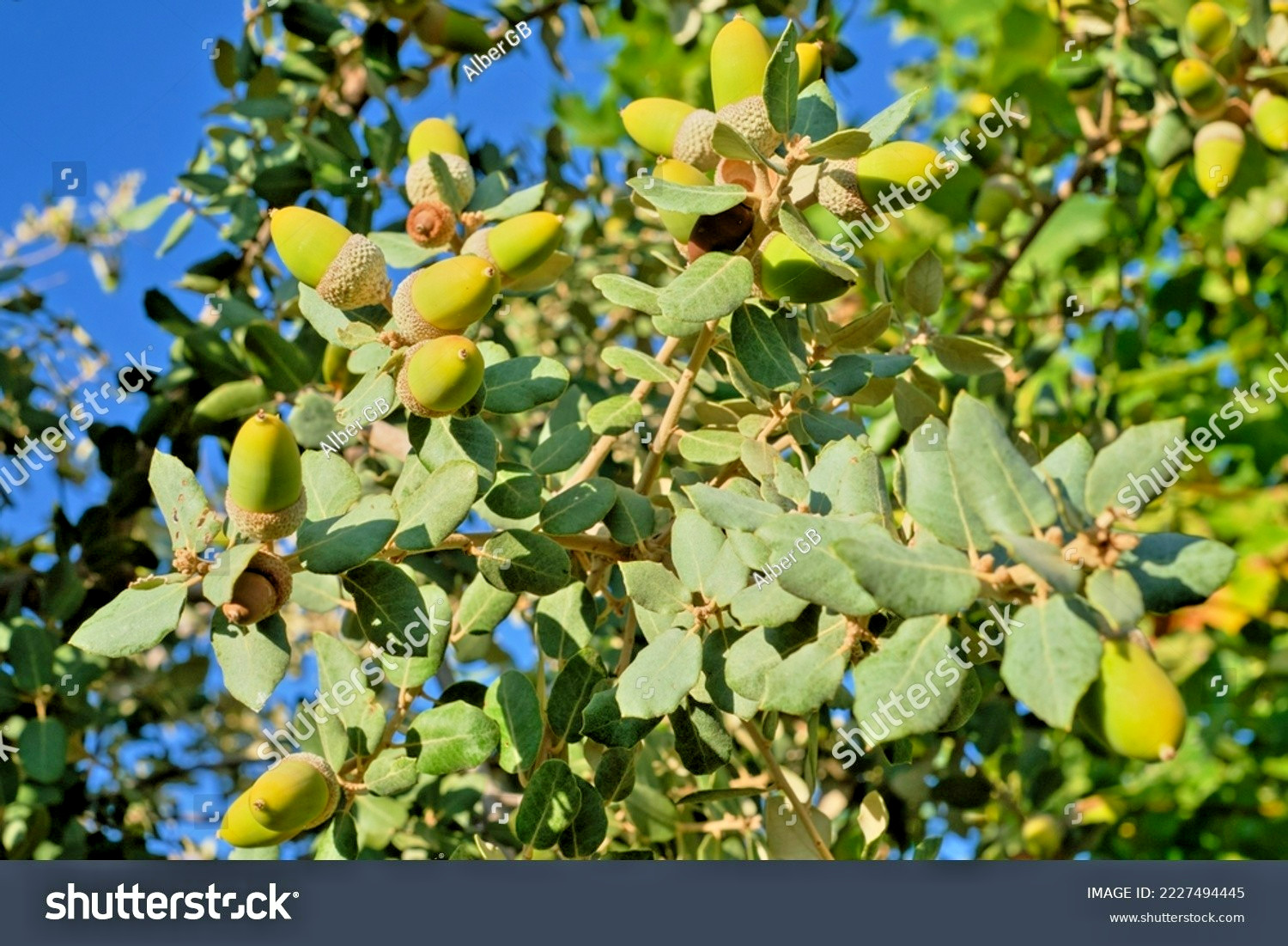 10 HOLLY OAK ACORNS – Quercus ilex ( Holm oak )