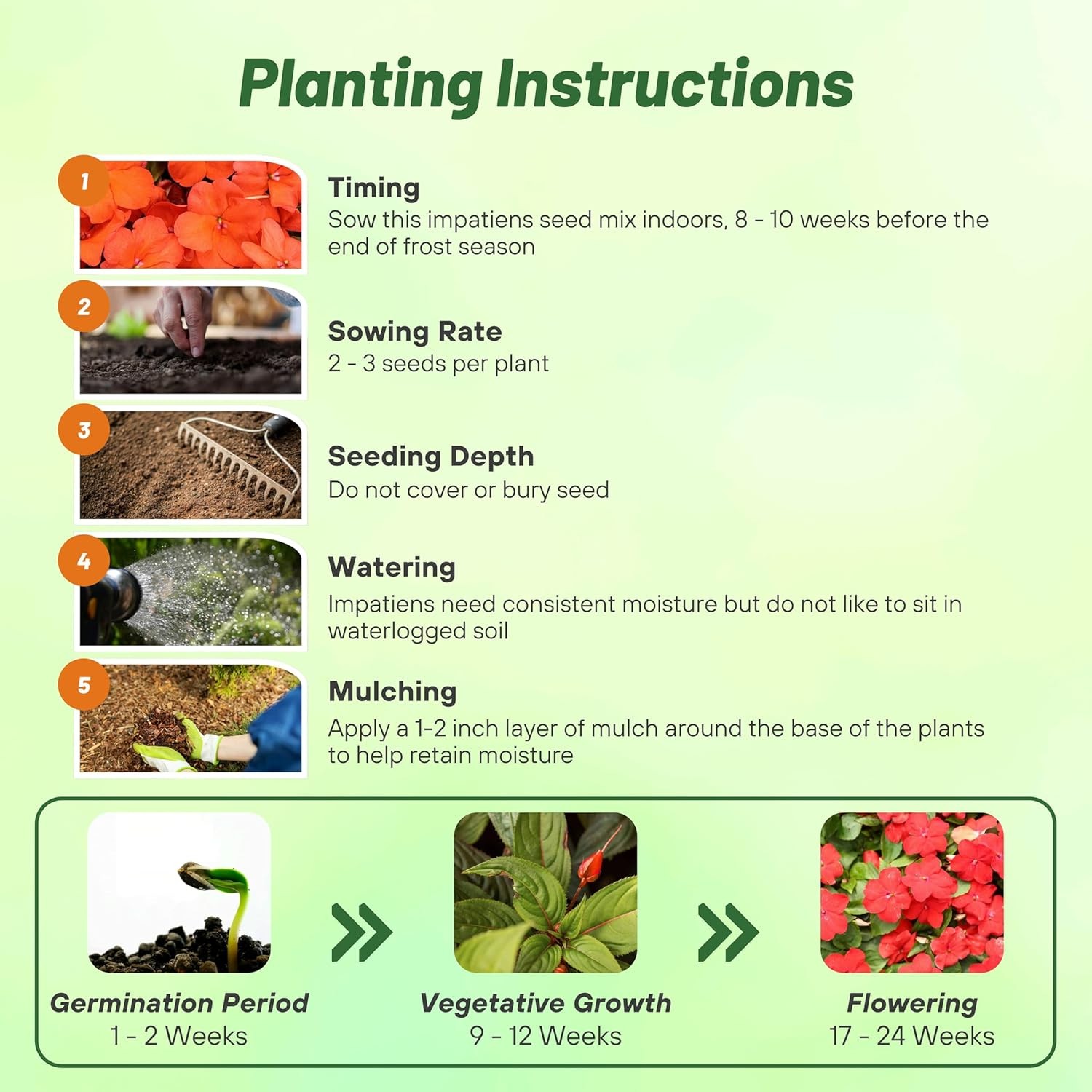 150 Seeds Impatiens Walleriani Xtreme Salmon 8 – 10 Inch Plants