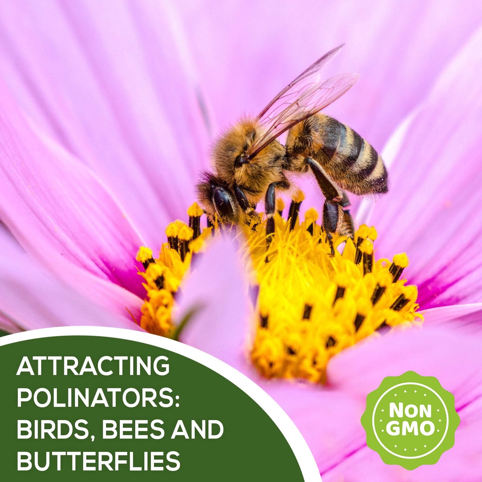 Annual Wildflower Seeds Mix to Attract Pollinators, Butterflies, and Birds – …