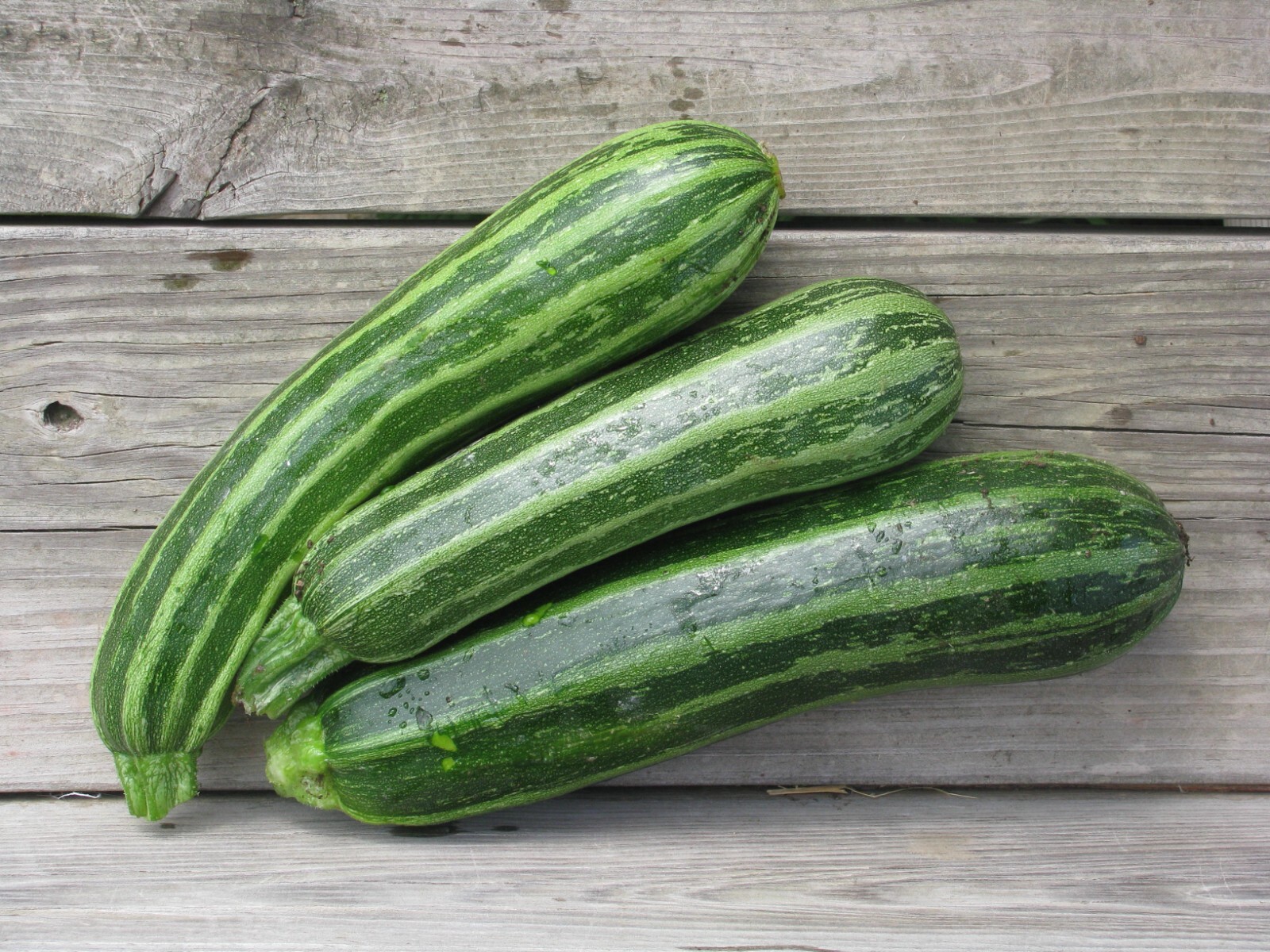 20 Quality Fresh Italian Cocozelle Zucchini Premium Summer Squash Seeds-A 37