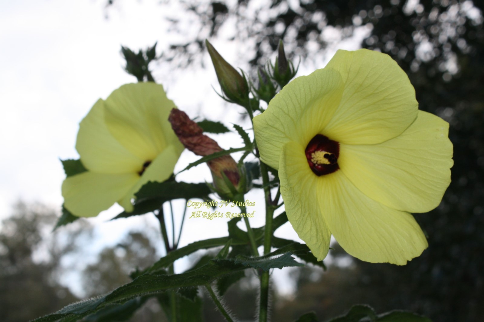 10 Seeds Tropical Ornamental Abelmoschus manihot Sunset Hibiscus