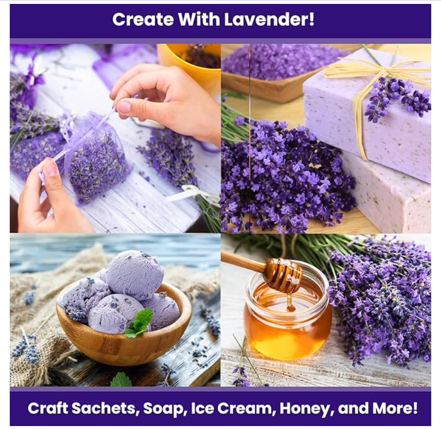 NatureZ Edge 1500 English Lavender Seeds for Planting Outdoors or Indoors